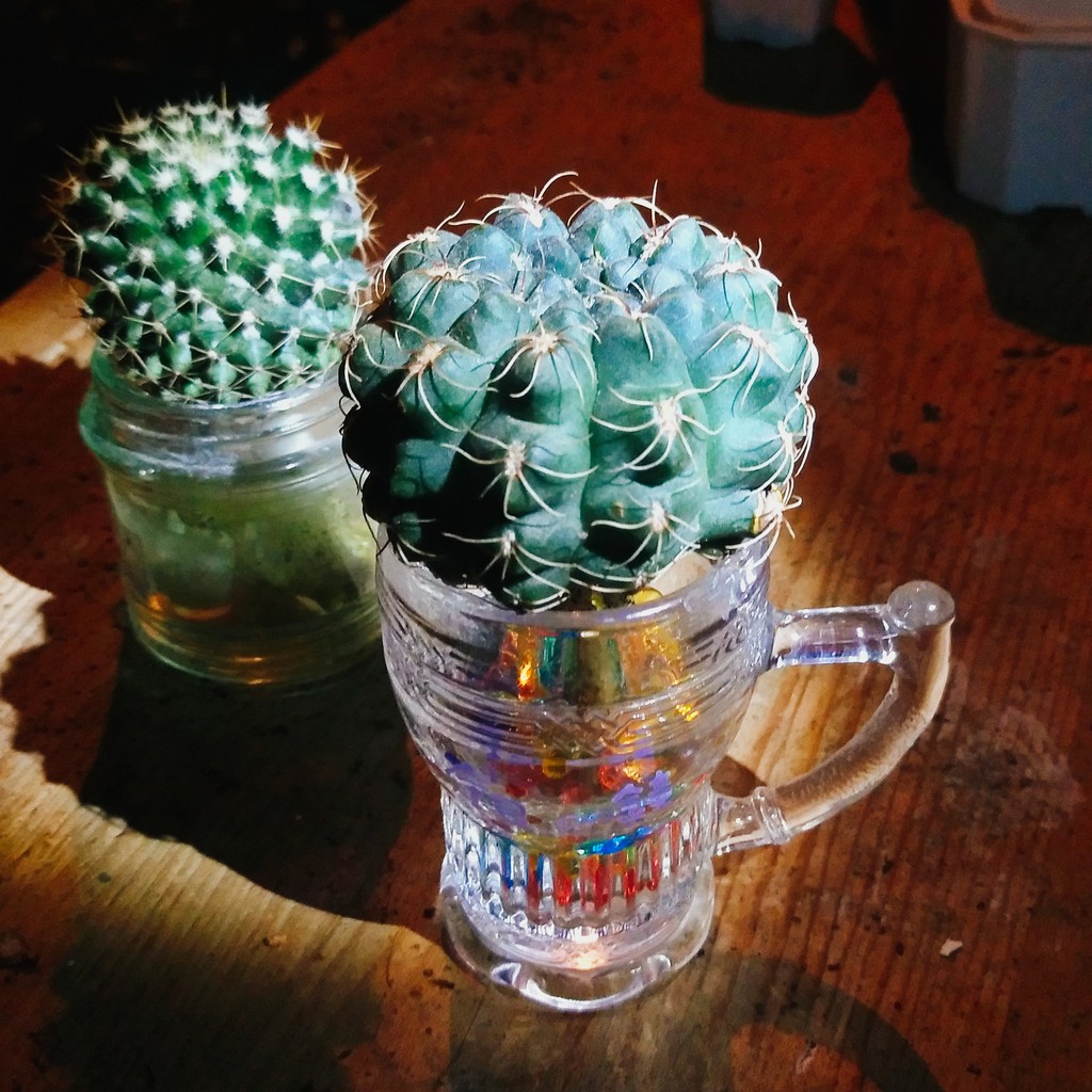 水耕專用魔晶球 多肉小學堂 魔晶土水晶土水耕植物 蝦皮購物