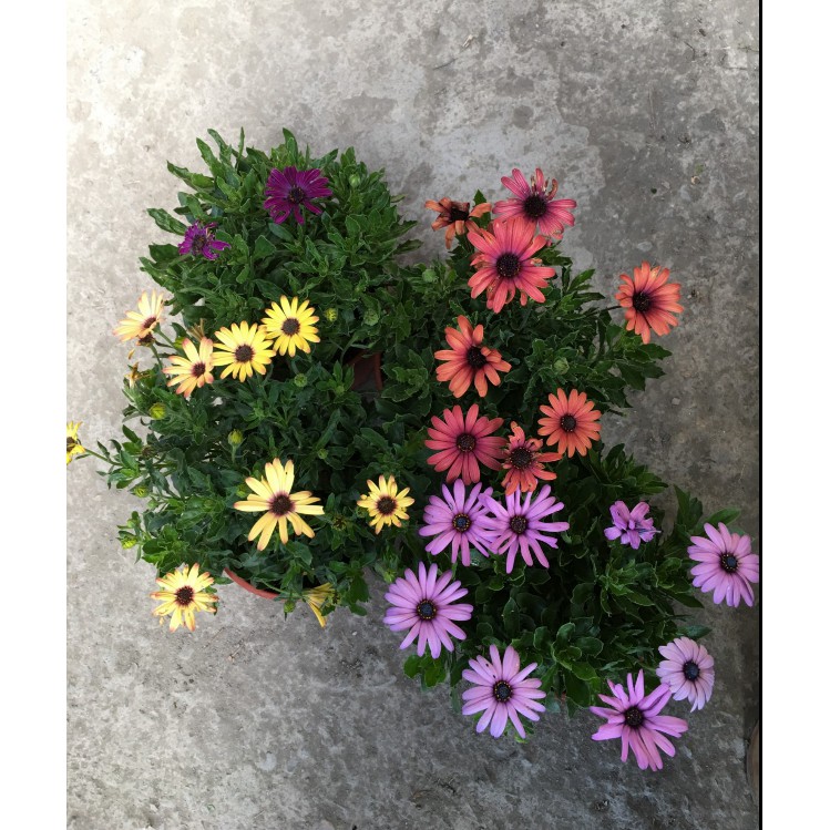 眼襯 優惠推薦 21年2月 蝦皮購物台灣