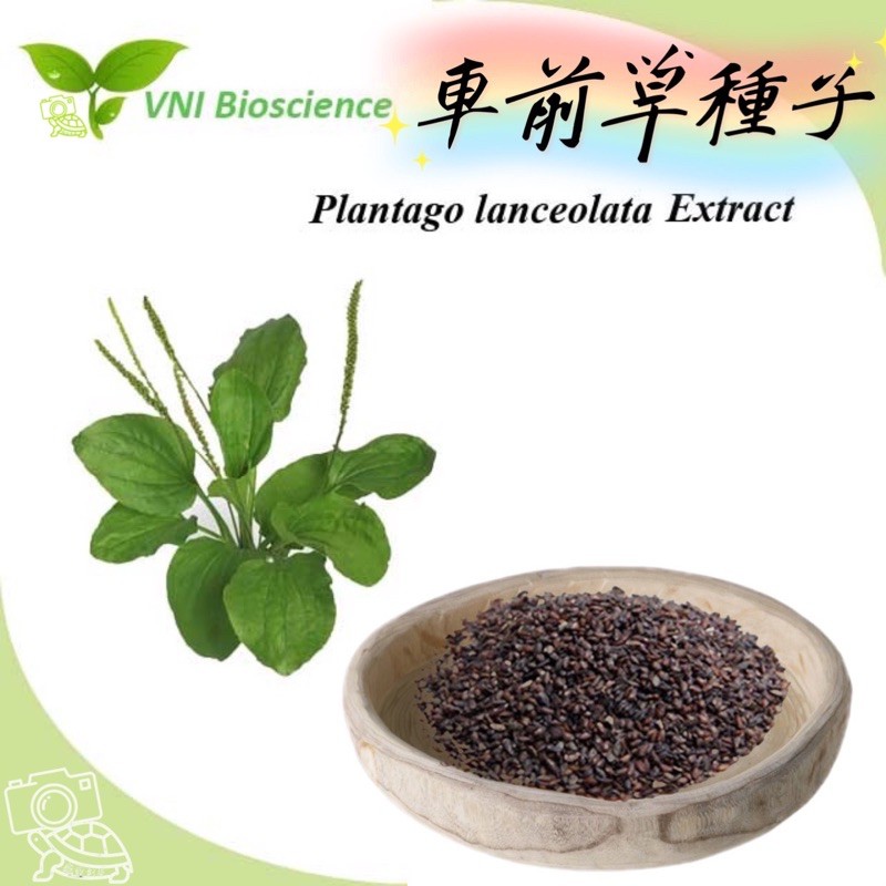 車前草車前草種子 50克 量販價 可種植發芽 亦可食用中藥材車前草車前子車輪菜子五更草田灌草牛舌草子 蝦皮購物