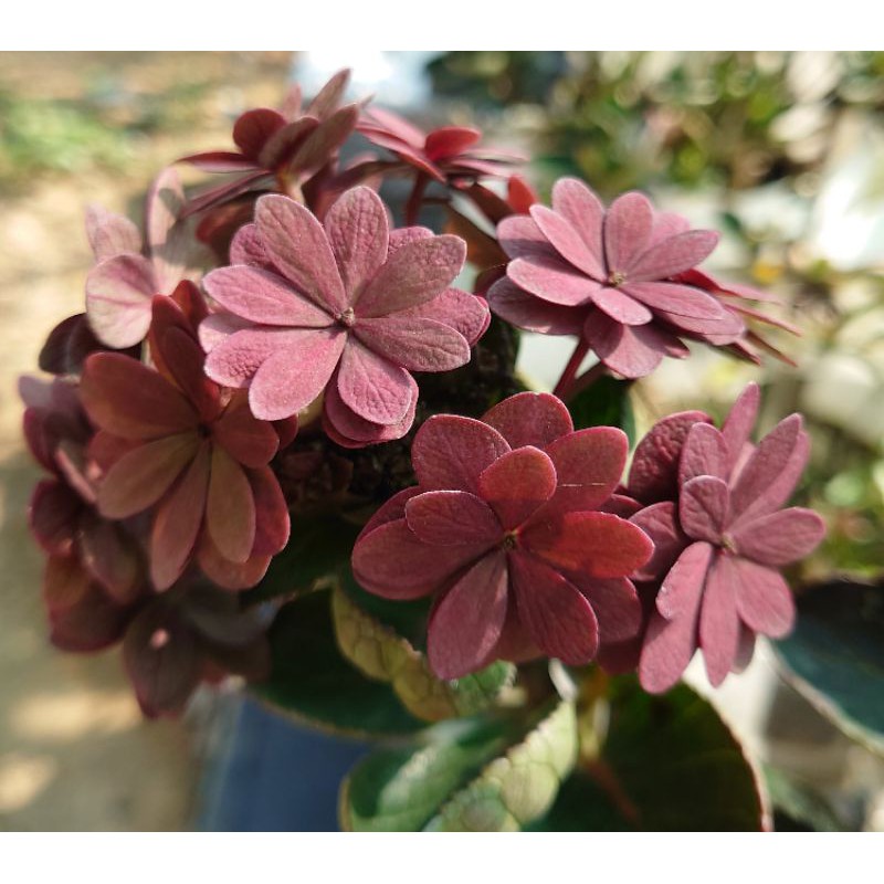 日本紫陽花 舞者舞會 蝦皮購物