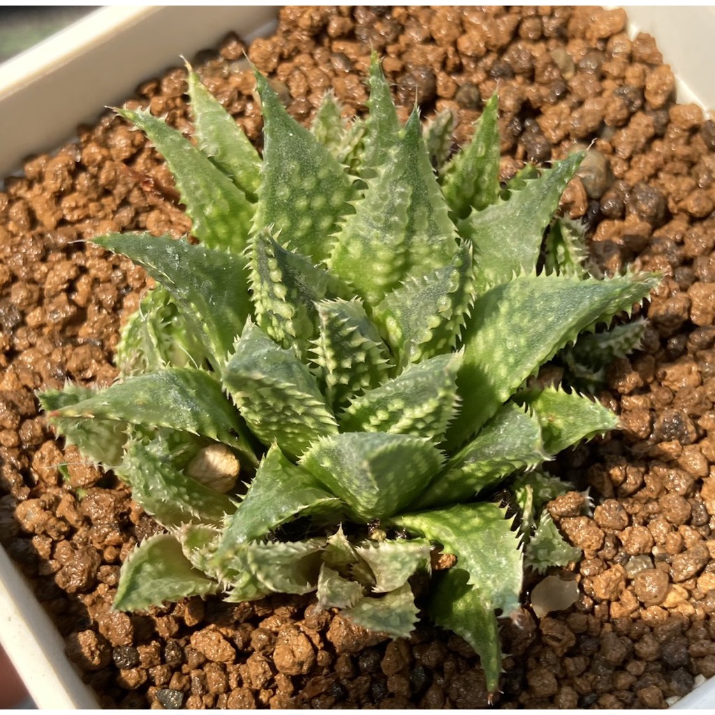 植得栽 紅葉錦 多肉 景天 番杏科 仙人掌 百合 蝦皮購物