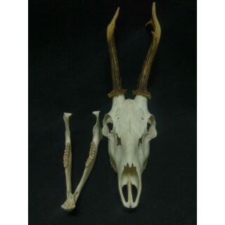 彼岸殘骨 手作標本 頭骨 線上商店 蝦皮購物