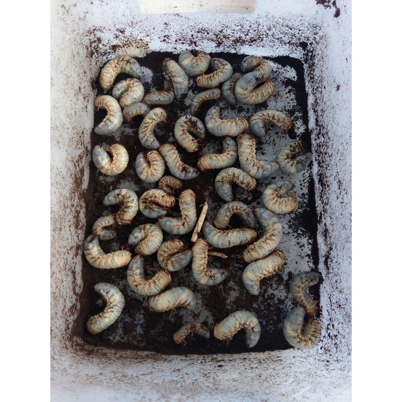 獨角仙幼蟲100 仿真模型 蝦皮購物
