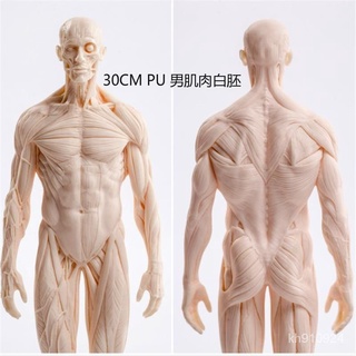 熱賣好貨仿真繪畵臨摹人體鵰塑人體結構解剖CG蔘考模型藝用肌肉骨骼美術生 LNTN