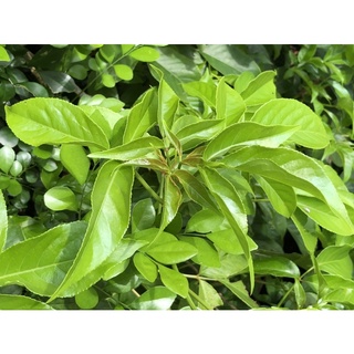 鳳凰花園～新鮮現採茄苳葉100g