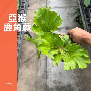 5吋 亞猴鹿角蕨 亞洲美猴王 鹿角蕨 蕨類 上板植物 上板鹿角蕨 盆栽 綠植 庭院佈置 植物 樹 ig 網紅 觀葉植物