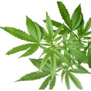 豐產種業 火麻種胡麻種子 蝦皮購物