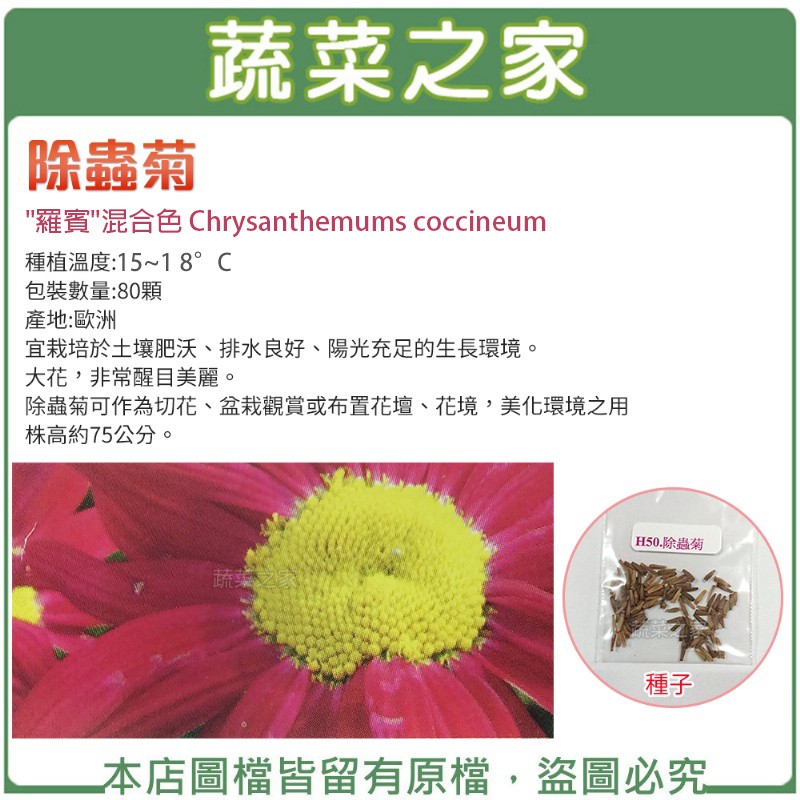 蔬菜之家 H50 除蟲菊種子80顆 蝦皮購物