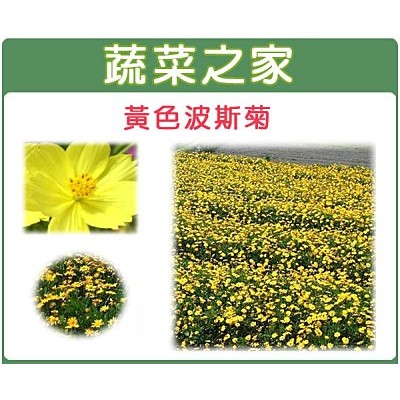 【蔬菜之家滿額免運】H07.黃色波斯菊種子300顆(美化綠化環境作物)花卉 花類種子