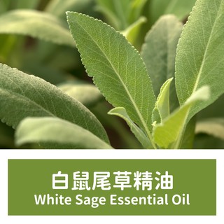 【馥靖精油】白鼠尾草精油 White Sage Essential Oil