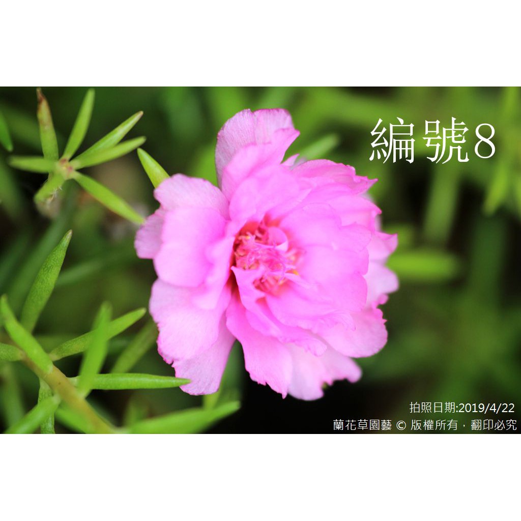 1吋迷你盆|編號8|松葉牡丹(粉色重瓣)|多肉植物|蘭花草園藝