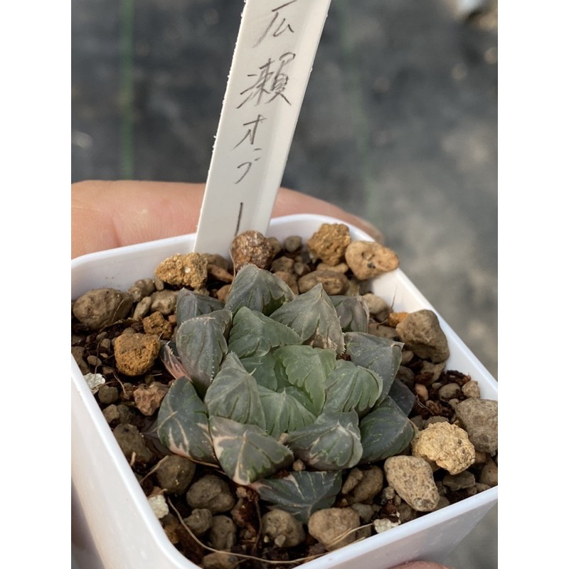 Haworthia ハオルチア広瀨オブツーサ錦 蝦皮購物