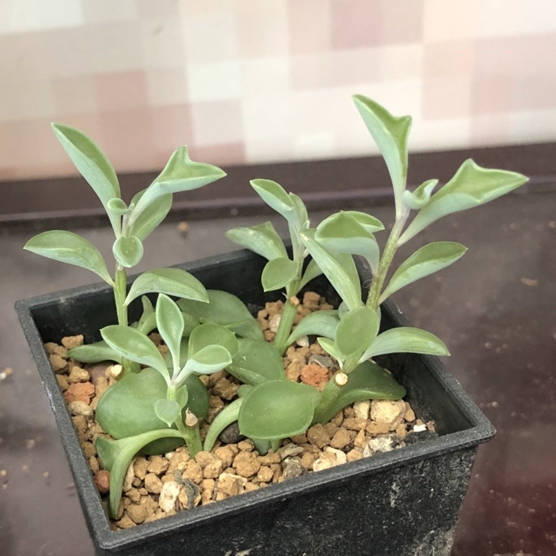 K64 三爪上弦月 小海豚 小棵 熊多肉植物6 21 蝦皮購物
