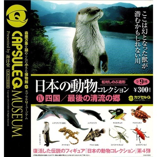 日版海洋堂日本的動物琵琶湖巨大都市八重山鸊鷉青蛙擬真 蝦皮購物