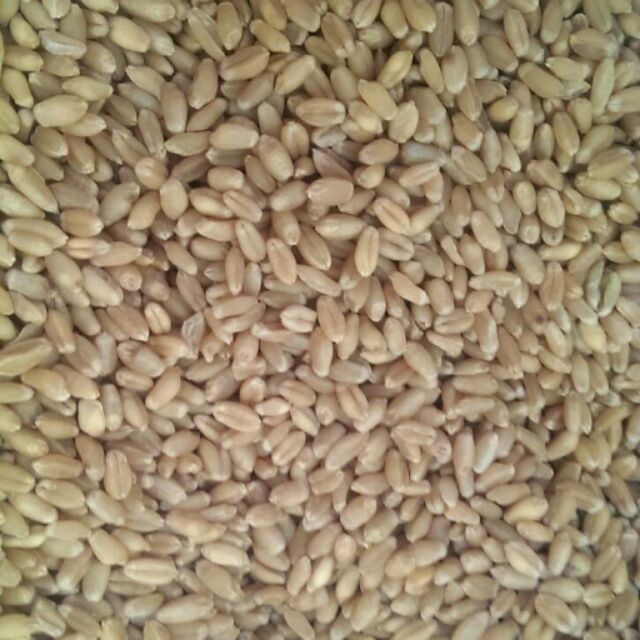特選 小麥草 新鮮貓草種子 精選包裝種子 約1公斤/分裝包 無藥劑處理