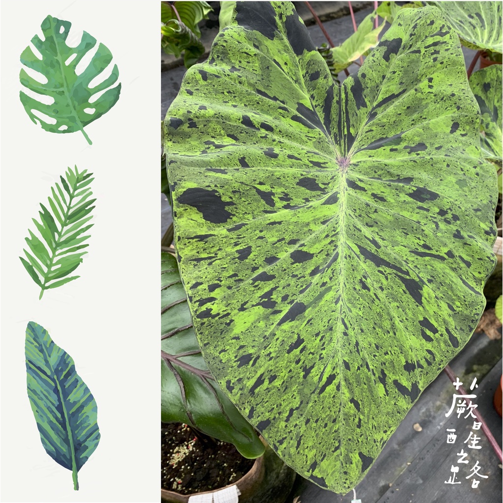 「蕨醒之路」 Colocasia  Mojito 莫吉托 墨西多 芋頭水芋