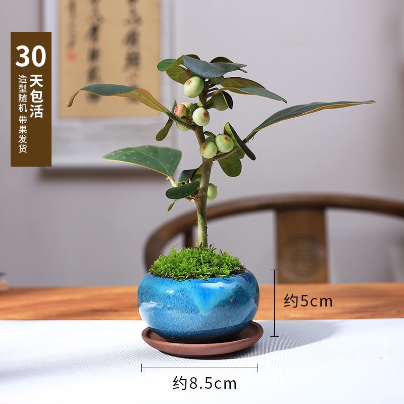觀賞植物 小盼菩提盆景觀葉植物植栽盆栽辦公室桌面植物植物土培植物綠植盆栽室內好養果實盆栽菩提樹 蝦皮購物