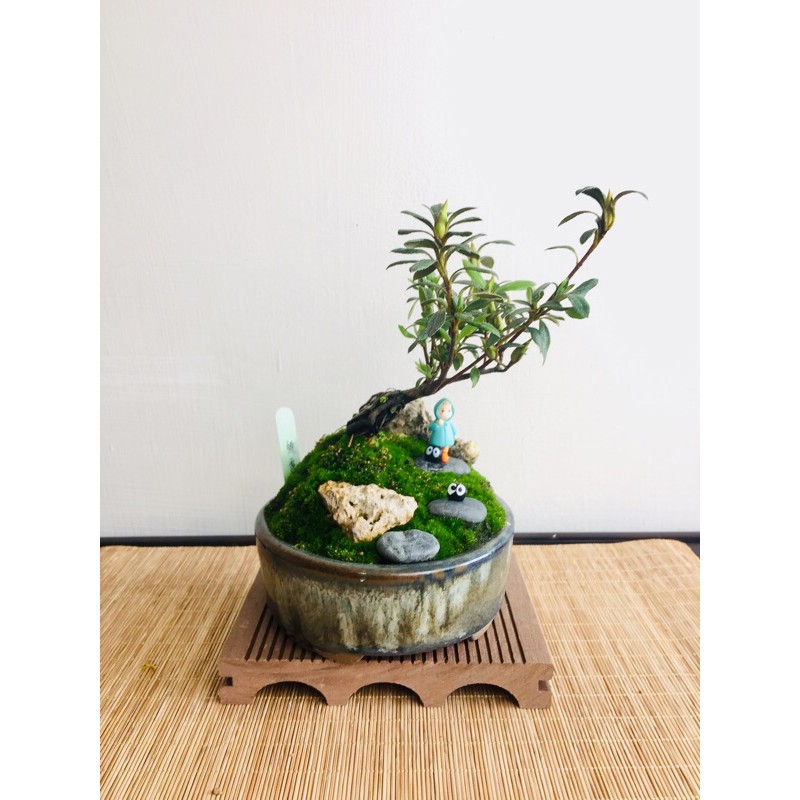 野趣小品盆栽 日本皋月杜鵑 創意盆栽 宮崎駿 龍貓 小梅 微景觀 蝦皮購物
