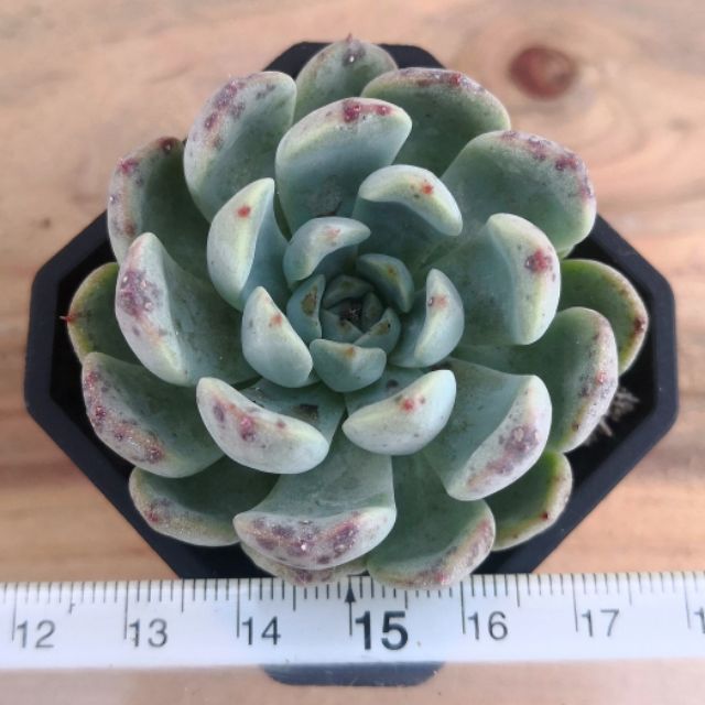 原始姬蓮x比安特 蝦皮購物