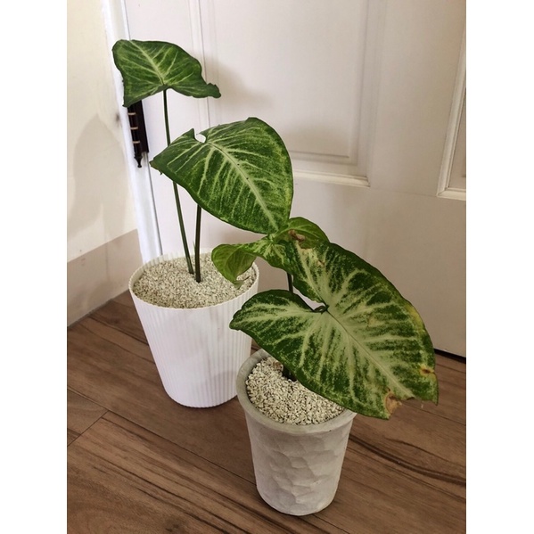 合果芋天南星科綠精靈室內植物觀葉植物淨化空氣 蝦皮購物