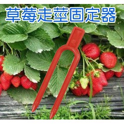【全館590免運】草莓走莖固定叉（壓蔓器）~20入/包 草莓 育苗曼 壓蔓叉 童話園藝