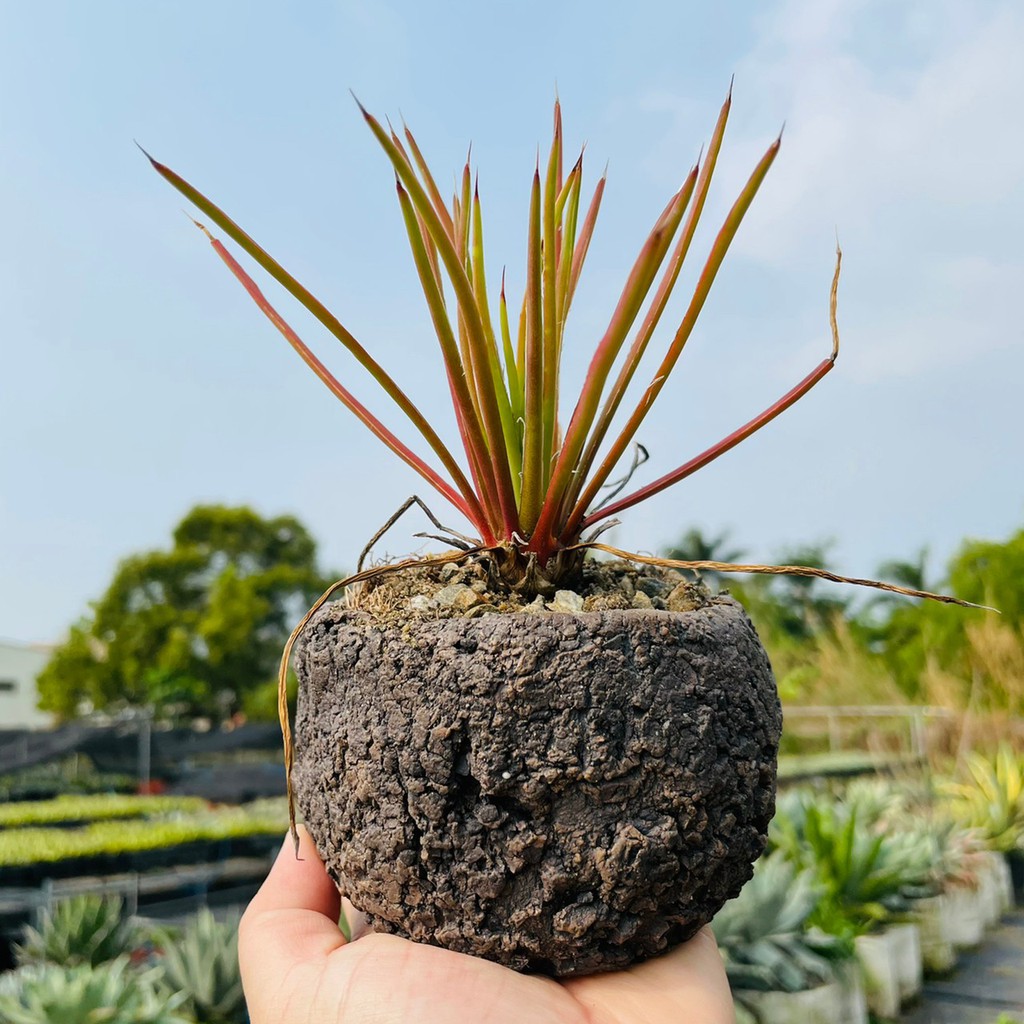 Rainxpluie 知雨若泥多肉植物 龍舌蘭 珍奇植物 特殊品種 Agave Striata 蝦皮購物