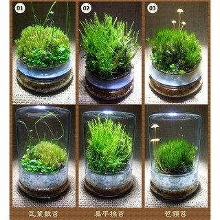 人氣推薦商品與線上折扣優惠 瓶植物語 蝦皮台灣