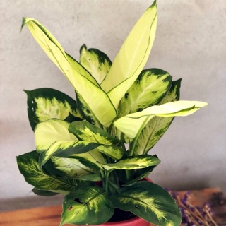 室內植物～白玉（6吋）室內#淨化空氣