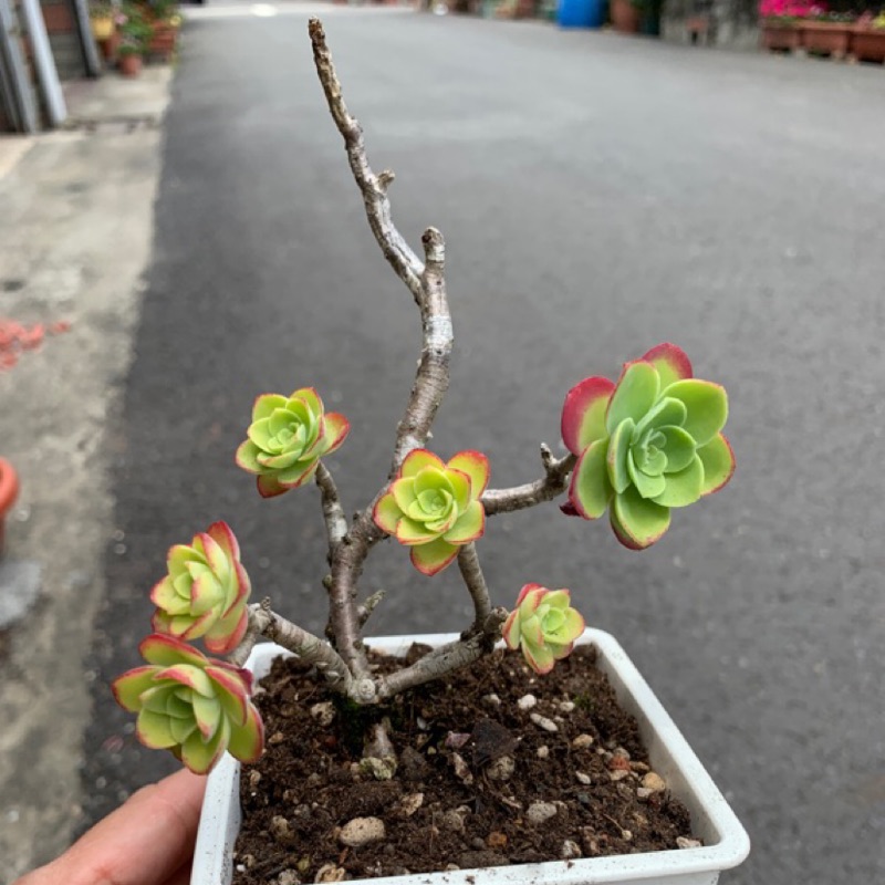 4寸樹型超優老欉薄化粧玹玹寶寶多肉園 蝦皮購物