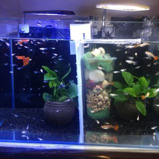 台中阿永 頂級美國黑金砂 漂亮底砂 底沙ada 孔雀魚 鼠魚 造景 蝦缸均適用 1公斤散裝 特價中 蝦皮購物