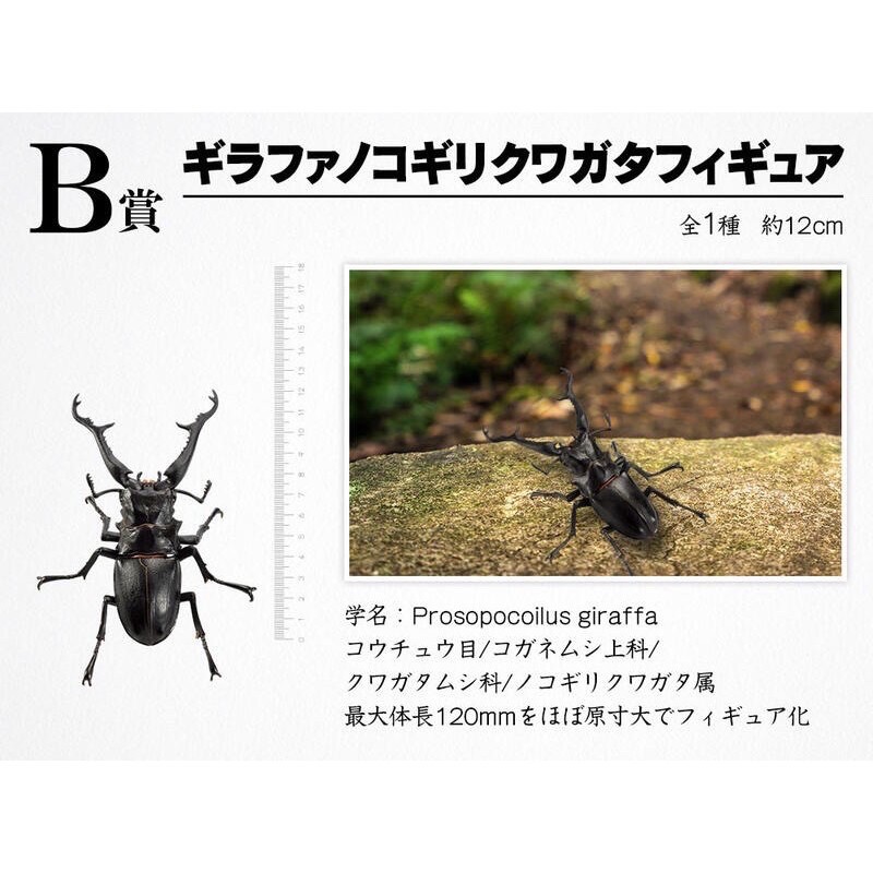 全新 一番賞 昆蟲賞 A賞+B賞兩隻
