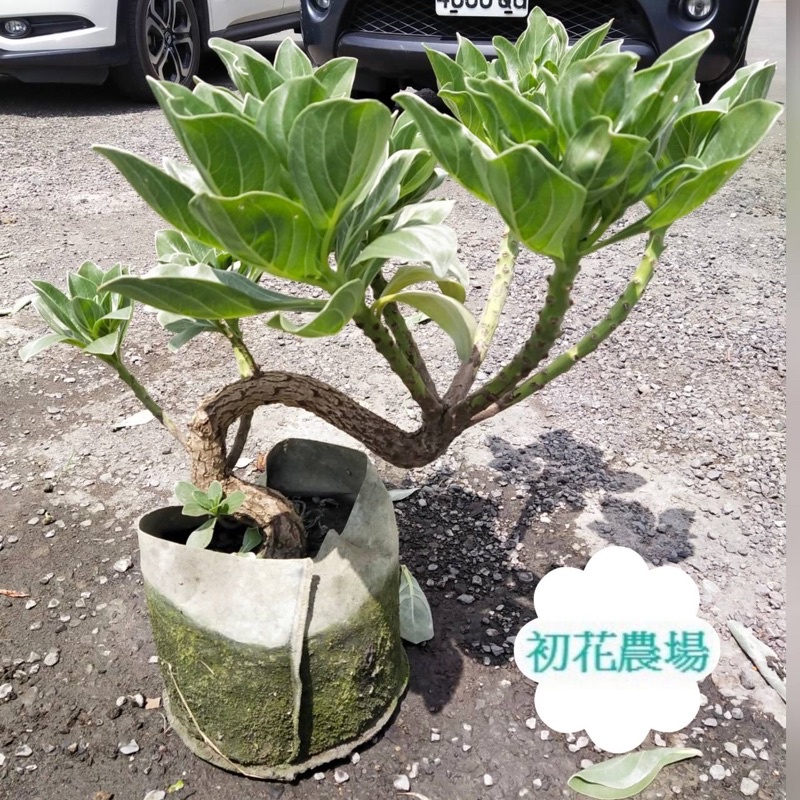 初花農場 造型白水木 美植袋 觀葉植物 出貨會挑現場漂亮的植株 定價1500特價1000 蝦皮購物
