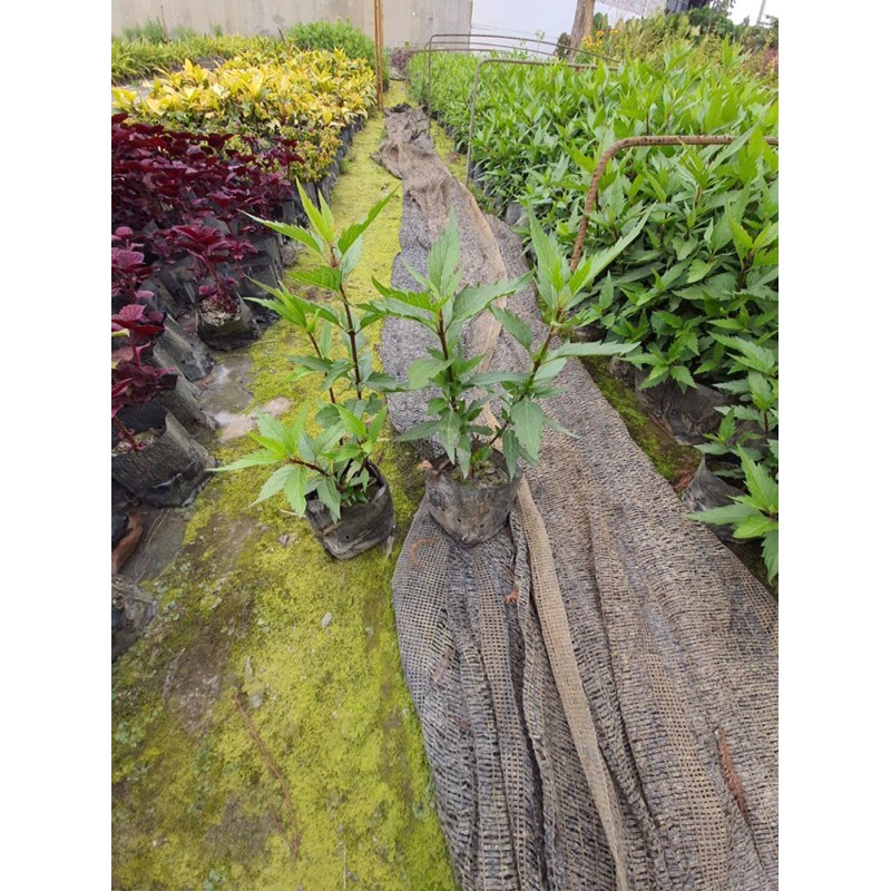 花丁子紅花 黃花二色苗栽 蝦皮購物