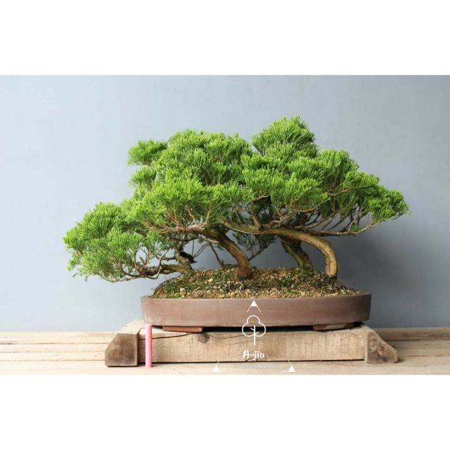 大品米栂盆栽
