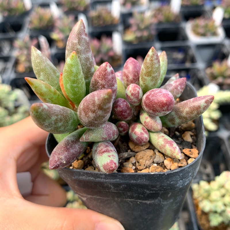 赤水玉天章 拍賣 評價與ptt熱推商品 21年4月 飛比價格