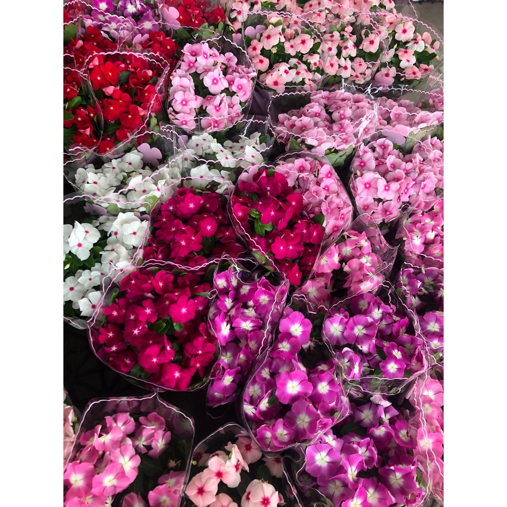 花田厝 觀花植物 非蔓性 日日春6吋盆 可挑花色 請備註 商品圖片有色差 實際依農場相似花色出貨 不介意再下單 蝦皮購物