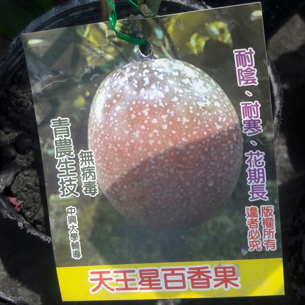 花囍園_水果苗--天王星百香果--耐陰  耐寒  花期長 /4吋高約20-30cm