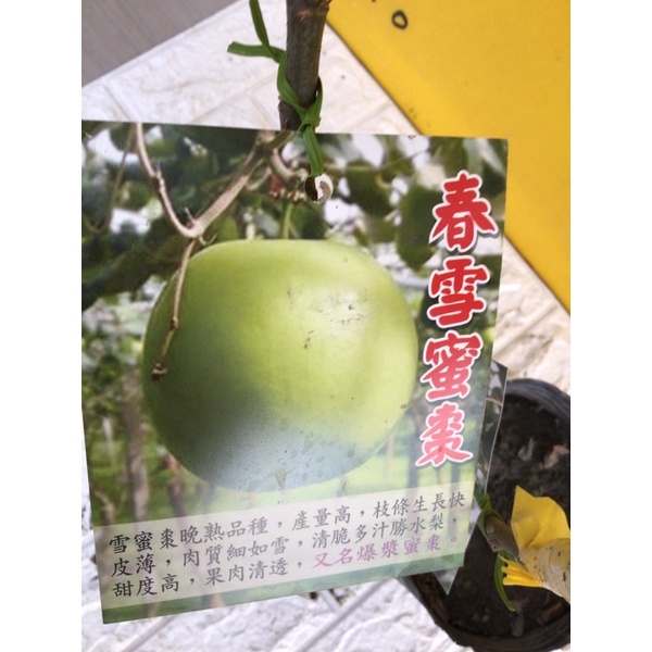 ★綠霖園藝★春雪蜜棗 嫁接苗高度50公分 觀賞植物/水果樹苗/新興果樹/果苗/嫁接/植物/盆栽