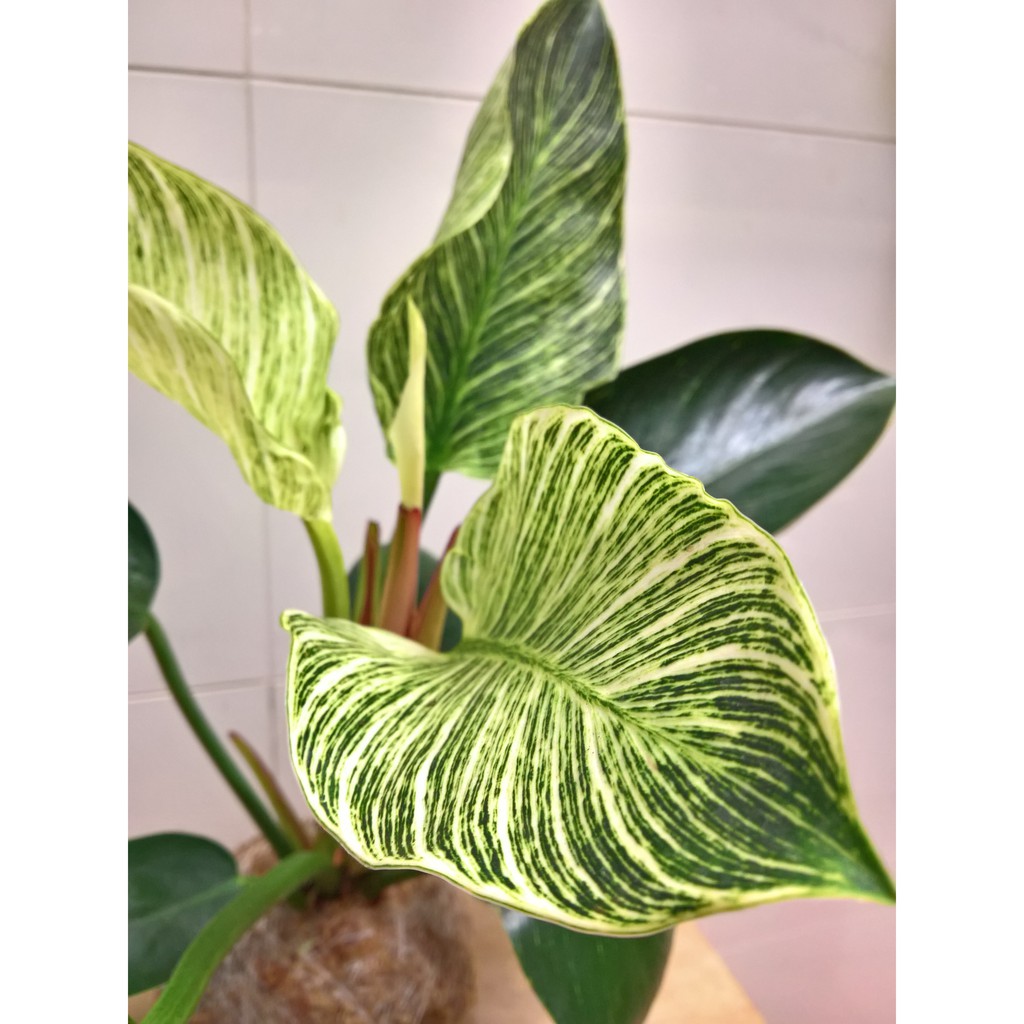 寒冰霸球 苔球苔玉龜背芋水晶花燭波士頓腎蕨鉑金蔓綠絨 蝦皮購物