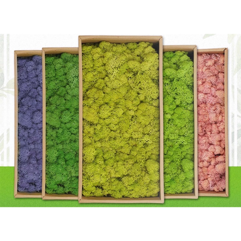 馴鹿水草的價格推薦第3 頁 21年9月 比價比個夠biggo