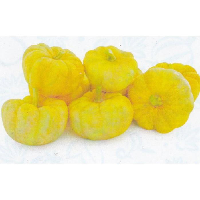 【大包裝蔬菜種子L229】黃鮑魚櫛瓜~~新型色夏南瓜，果實黃色，呈鈴噹型。採收嫩果食用，外觀可愛，品質佳。