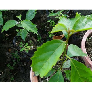 破布子種子 優惠推薦 21年9月 蝦皮購物台灣
