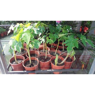 【花田裡】水果苗 -矮種木瓜- 4.5吋盆 結果率高