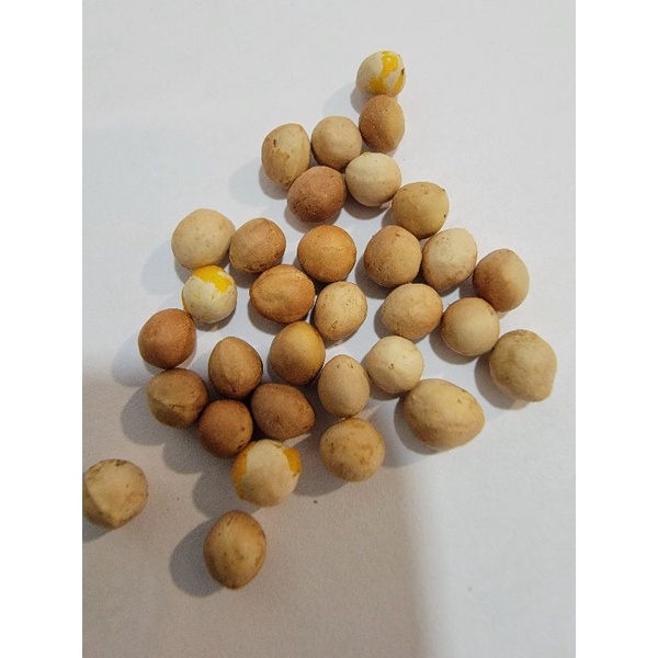 橄欖 裂欖 Bursera aptera 種子