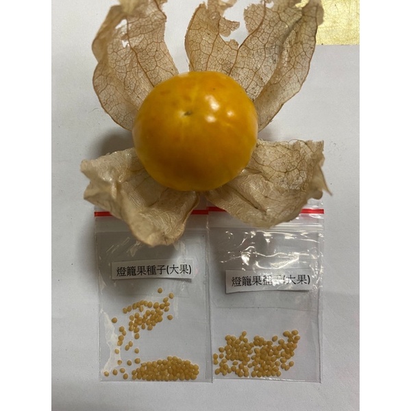 黃金莓 燈籠果種子 大果實 蝦皮購物