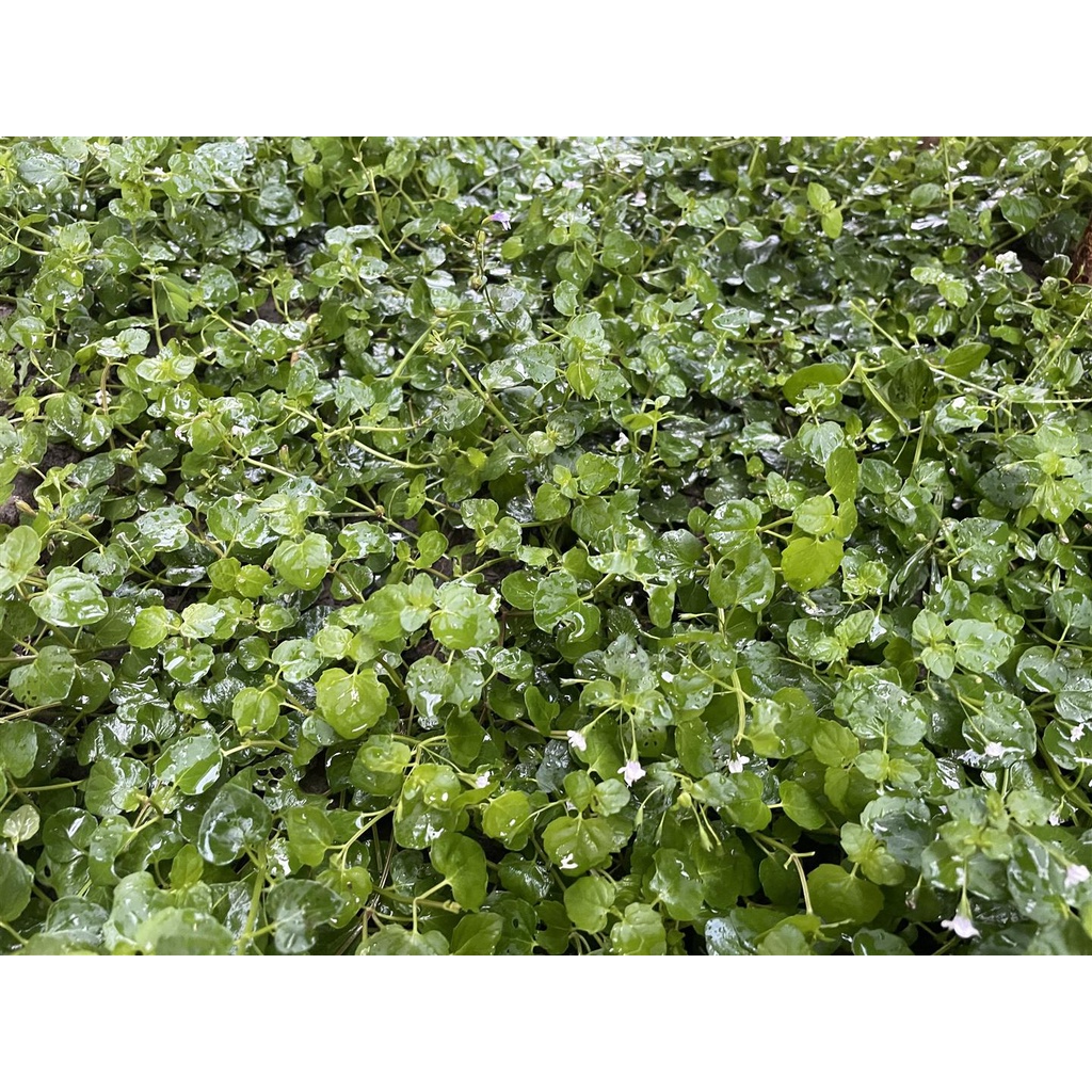 草生栽培研究社 心葉水薄荷15cm以上阡插枝條 滿100贈枝 草生栽培 增加有機質 草皮 果園 菜園地被植物 蝦皮購物