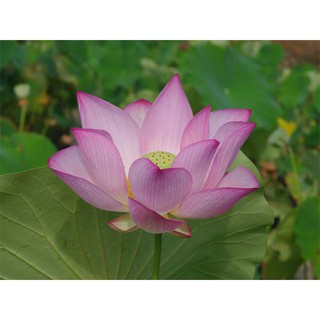水世界蓮花 熱帶系香水蓮紅色菩提蓮 貓之爪 帶花 苞成株 蝦皮購物