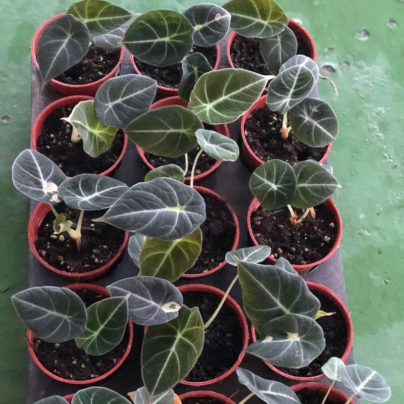Buy Indoor Plant Alocasia Black Velvet Ninja Face 黑丝绒观音莲忍者观音莲 Seetracker Malaysia