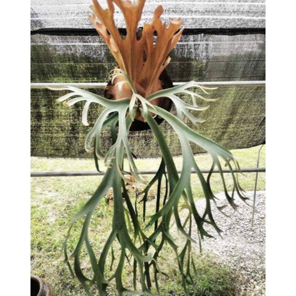 P.willinckii 'Yellow Moon'の2か月後。
