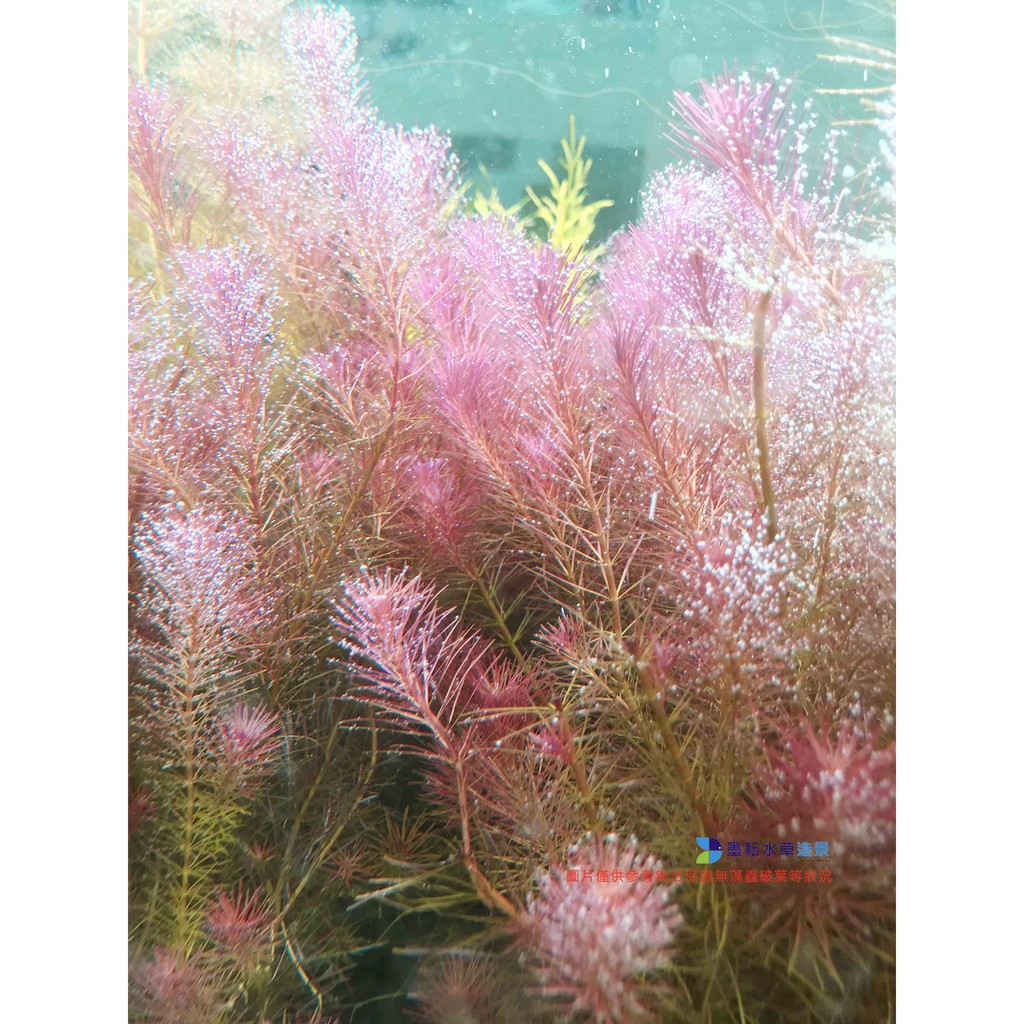 墨耘水草 紅松尾 水中葉3株 30元 紅色耐熱中景高手級 蝦皮購物